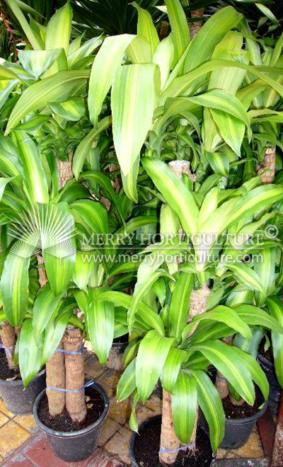 Dracaena fragrans massegeana ( 3 stems )